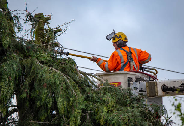 Best Hedge Trimming  in Lenwood, CA